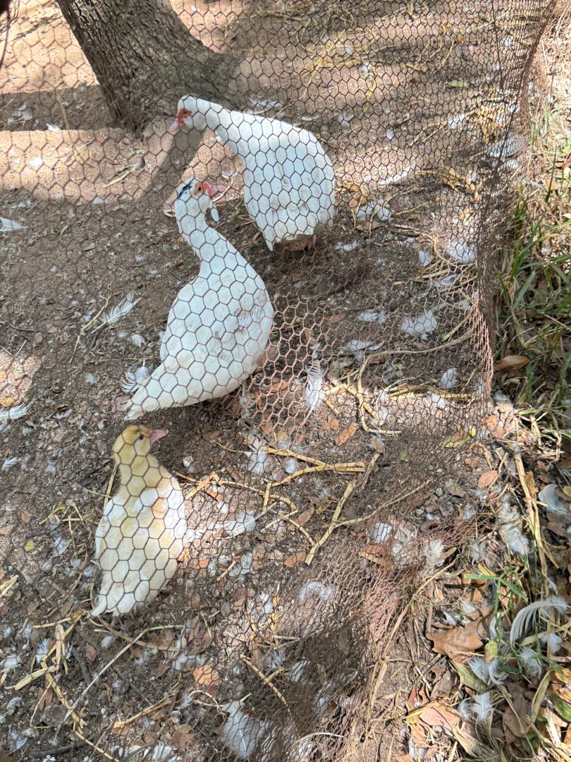 Harmony Junior School